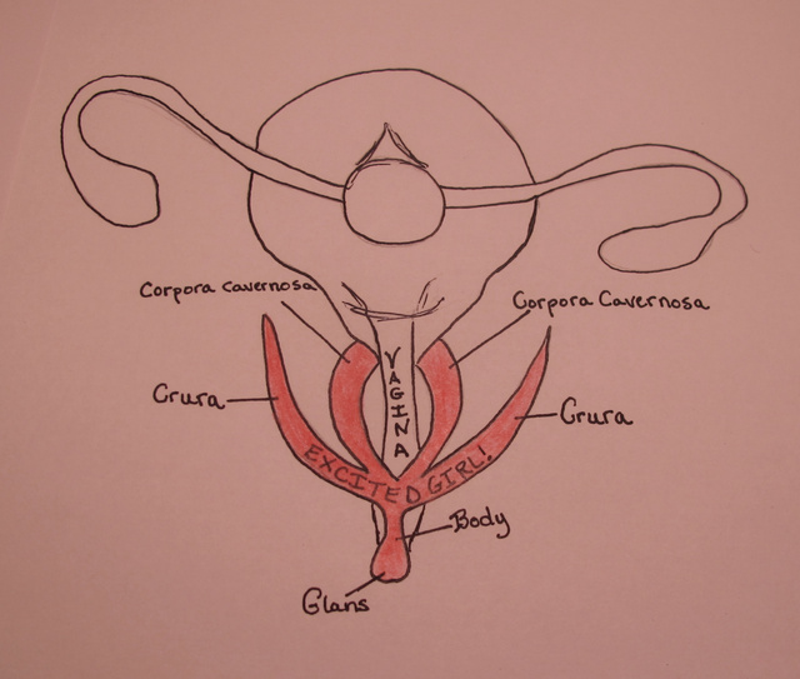 Illustration for article titled Until 2009, the human clitoris was an absolute mystery